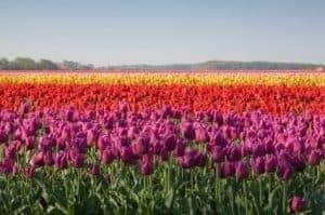 webdesign bollenstreek