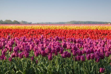 webdesign bollenstreek